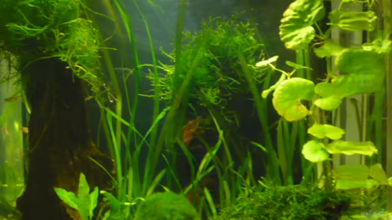 Hauptansicht Aquarium von 27 l von Wels (1)