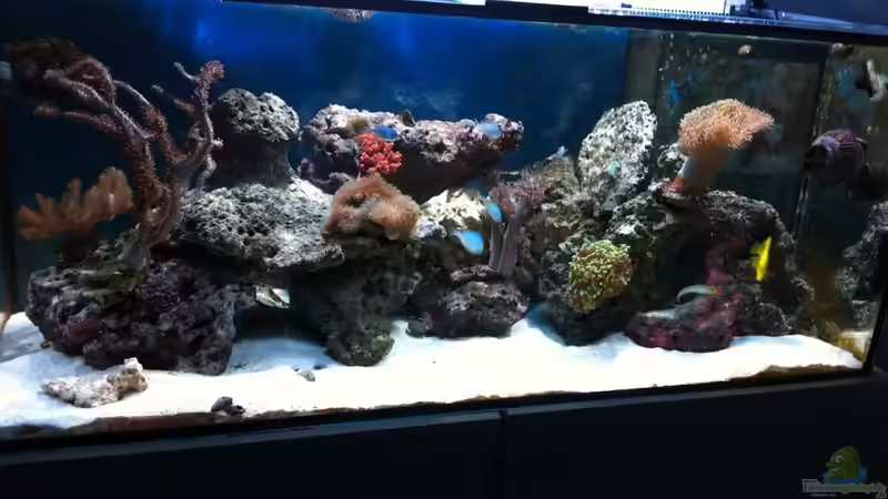 Hauptansicht Aquarium von 300L44 von Patrick Fisch (1)