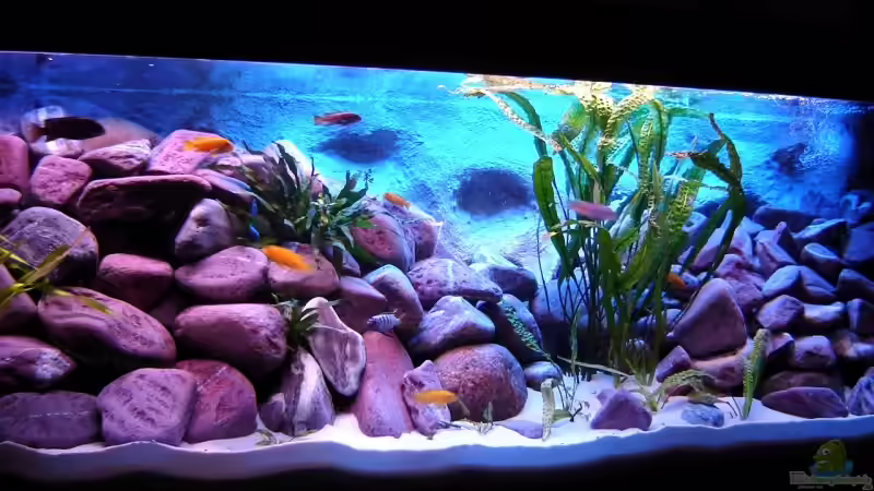 Hauptansicht Aquarium von 375L Mbuna - nur noch als Beispiel - von Marco O. (1)