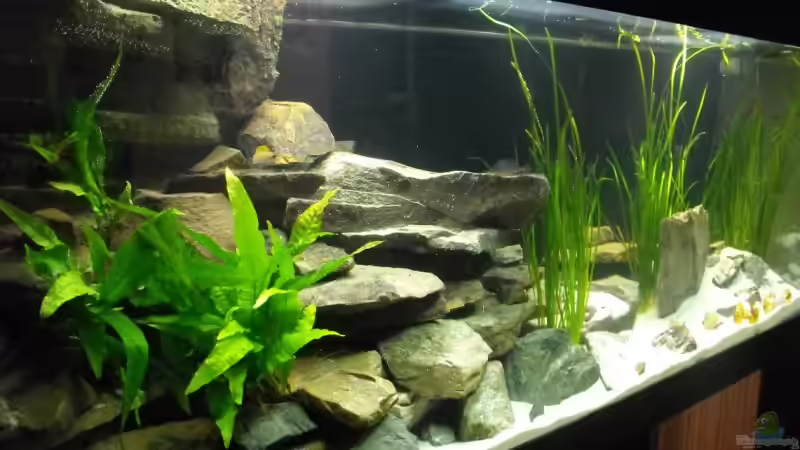 Hauptansicht Aquarium von 375l Tanganjika (Existiert nicht mehr!) von -serok- (1)