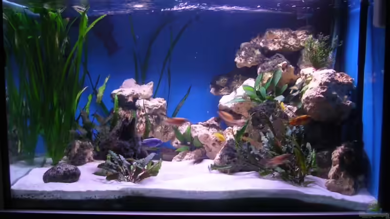 Hauptansicht Aquarium von 480l Malawiaquarium von Felix Pahs (1)