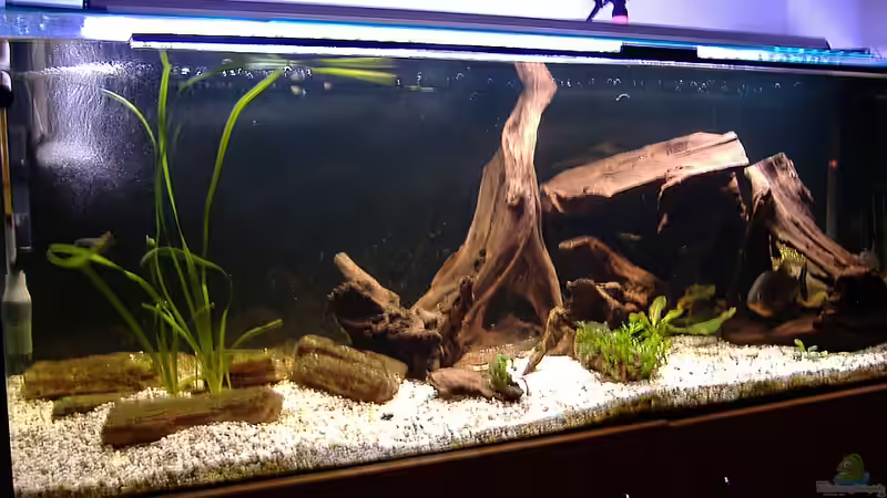 Hauptansicht Aquarium von 480L Piranha Naturbecken von Sekman (1)
