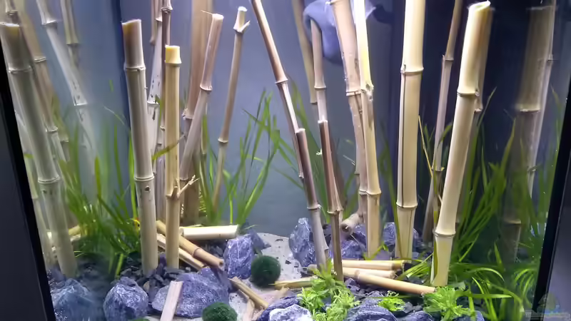 Hauptansicht Aquarium von 50iger Würfel Asien Bambus - aufgelöst von Tristan (1)