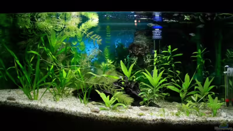 Hauptansicht Aquarium von 54 Liter Aufzucht von blubba123 (1)