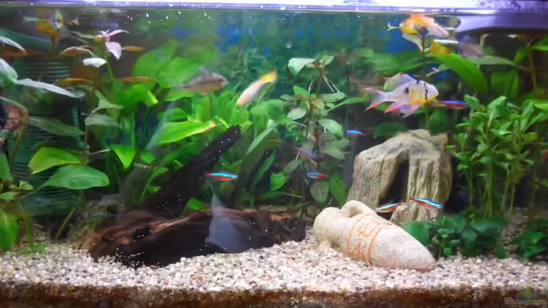 Hauptansicht Aquarium von 54 liter Gesellschaftsbecken von McCena (1)