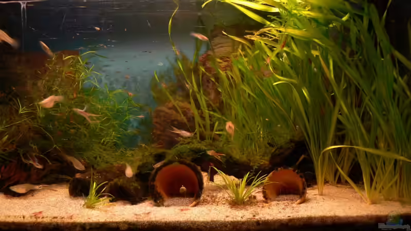 Hauptansicht Aquarium von 54 Liter von Lexterpower (1)