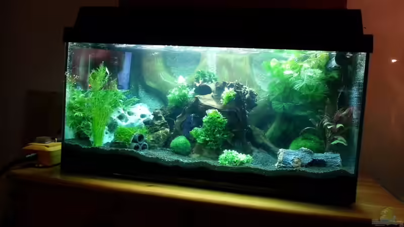 Hauptansicht Aquarium von 54 Liter Wirbellose von Michael Boeck (1)
