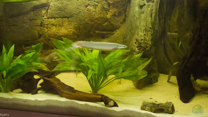 Hauptansicht Aquarium von 540er flösselhecht revier von Christian Fries (1)