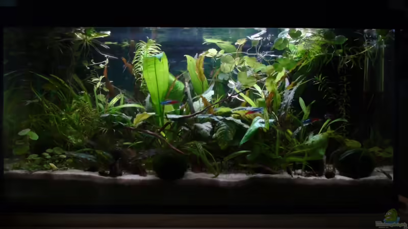 Hauptansicht Aquarium von 54l AQ von Snipi (1)