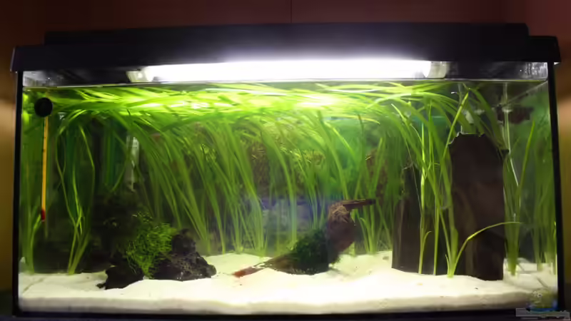 Hauptansicht Aquarium von 54l Aquarium von Gerrit (1)