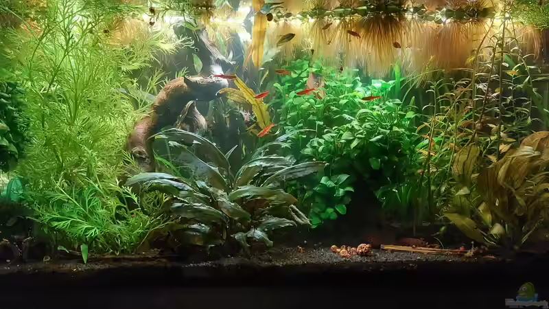 Hauptansicht Aquarium von 54l für Knurrer (aufgelöst) von DaniJeep (1)