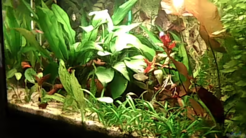 Hauptansicht Aquarium von 54L Glückseligkeit von KRWLNG