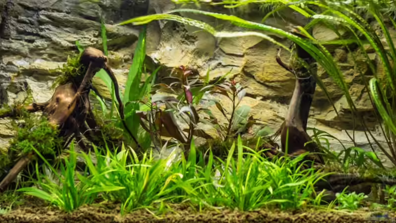 Hauptansicht Aquarium von 54L Naturbecken von Hardflip (1)
