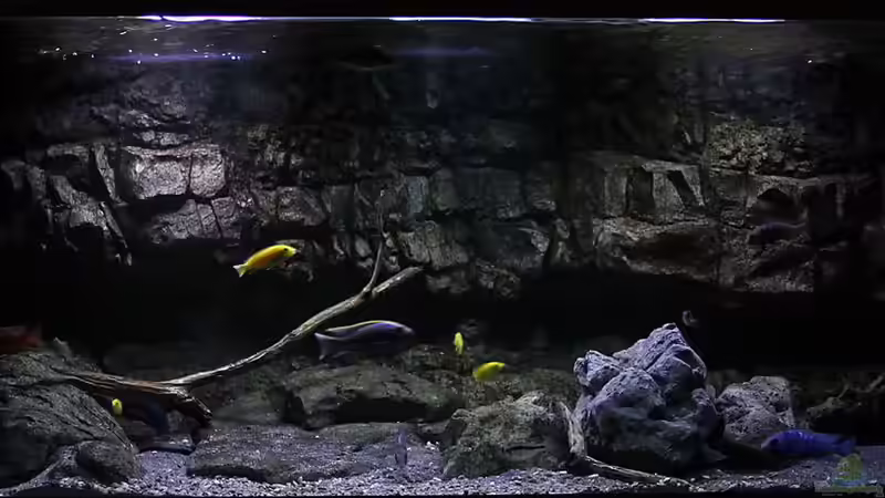Hauptansicht Aquarium von 575 Liter Malawibecken von Sebastian O. (1)