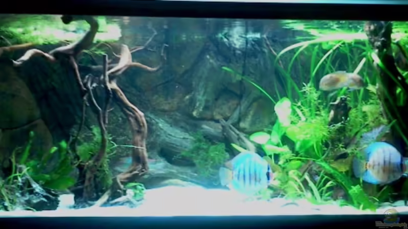 Hauptansicht Aquarium von 576Liter Amazonas! von Tommarlon (1)