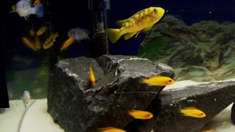 Hauptansicht Aquarium von 60 L Aufzucht-Malawi nur noch als Beispiel von Michael Boeck (1)