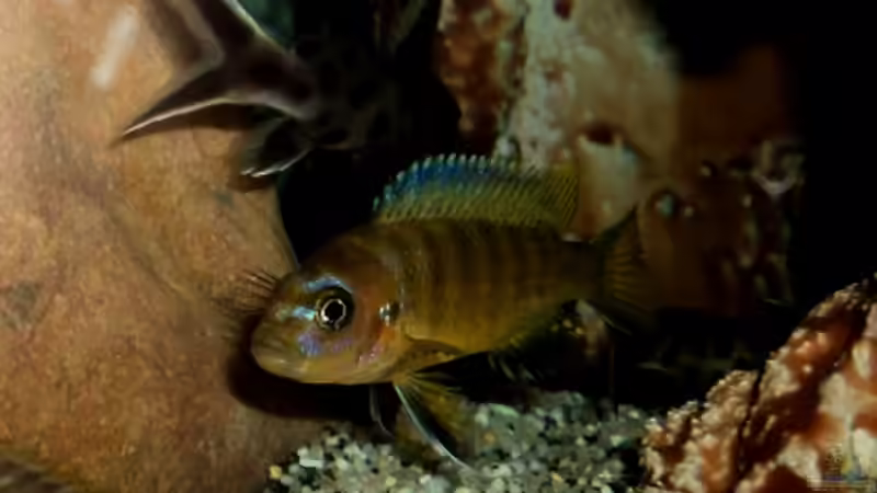 Hauptansicht Aquarium von 60 L Aufzucht-Malawi nur noch ein Beispiel von Michael Boeck (1)