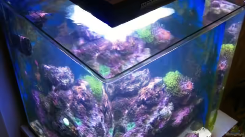 Hauptansicht Aquarium von 60l Miniriff von Mario_83 (1)
