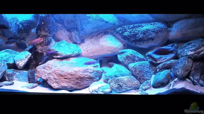 Hauptansicht Aquarium von 720 Liter Malawi von Mike Reimann (1)