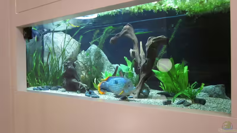 Hauptansicht Aquarium von 720Liter Südamerika von Holly (1)
