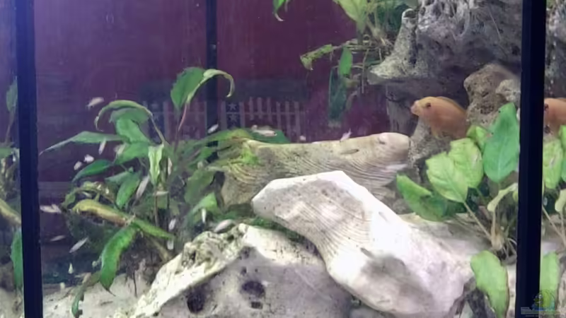 Hauptansicht Aquarium von 8 Eck von Tobias Herrmann (1)