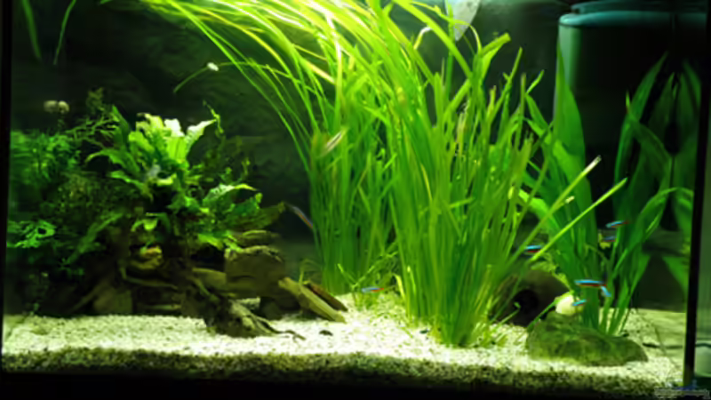 Hauptansicht Aquarium von 84 Südamerika alt von Cichlid Power (1)