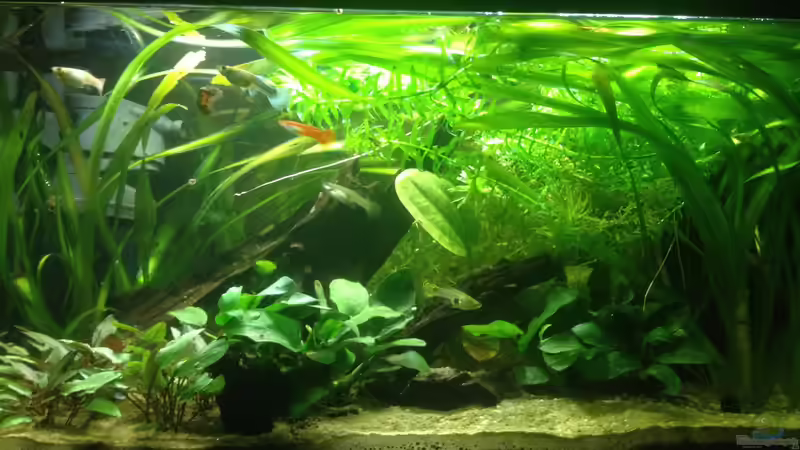 Hauptansicht Aquarium von A small one for the little one (aufgelöst) von der Steirer (1)