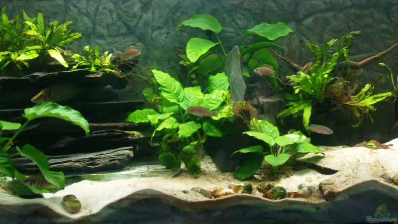 Hauptansicht Aquarium von Aestuarium Tanganicanum von Algernon (1)