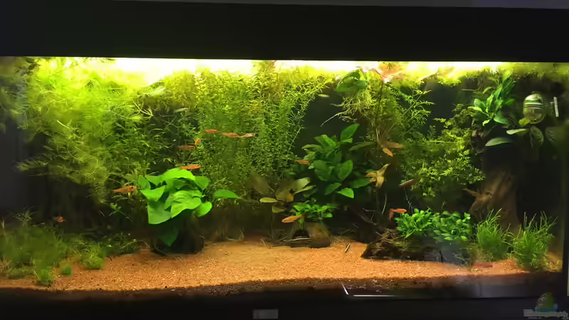 Hauptansicht Aquarium von African Life von DavidK31 (1)