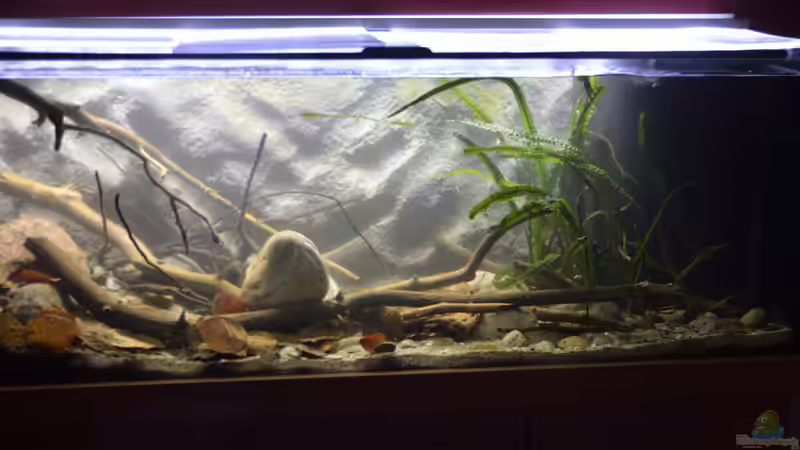 Hauptansicht Aquarium von African Symphonie/ Nur noch Beispiel von Didi (1)