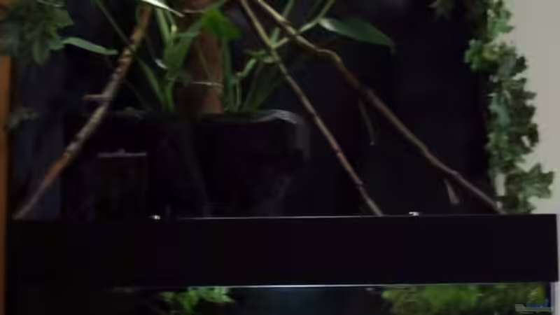 Hauptansicht Aquarium von Afrikanische Räuber von Alejandro Fernandez