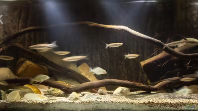 Hauptansicht Aquarium von Afrikas Erdfresser von Stanislav Kislyuk (1)