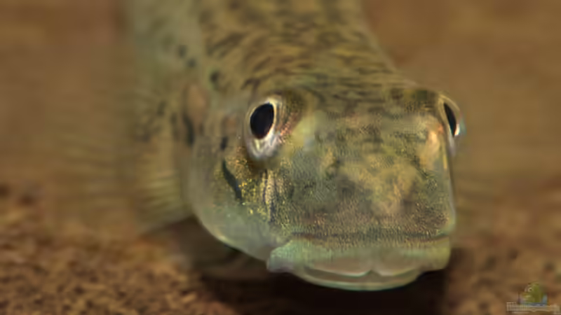 Hauptansicht Aquarium von Afrikas Stromschnellen von Stanislav Kislyuk (1)