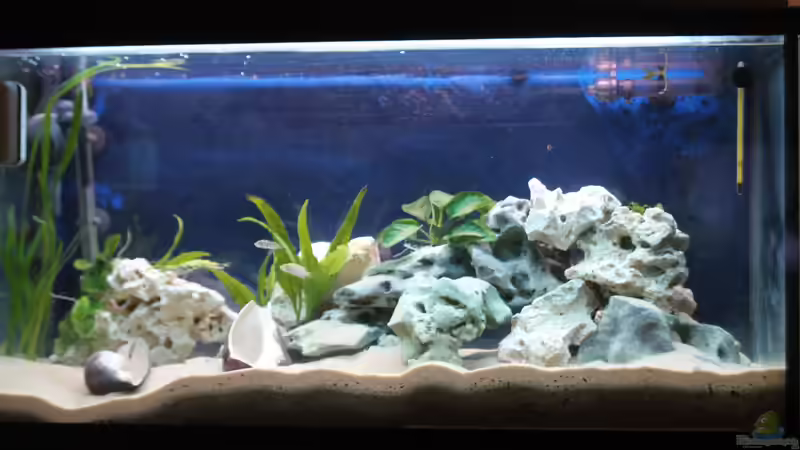 Hauptansicht Aquarium von Altolamprologus Gombe red Tanganjika von fisch (1)