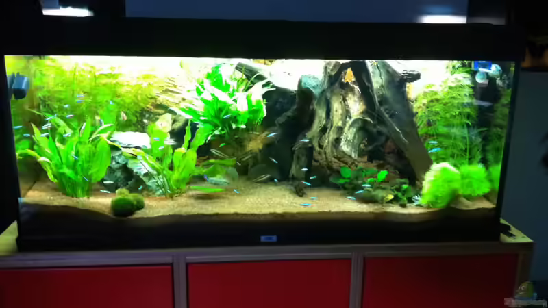 Hauptansicht Aquarium von Amazon as von linlan (1)