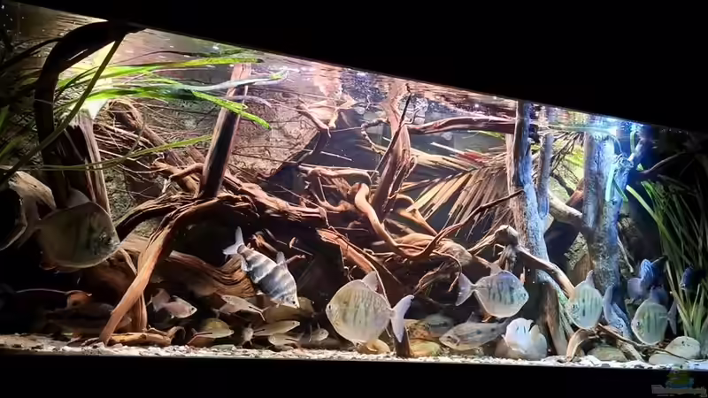 Hauptansicht Aquarium von Amazonas - Wasserwelt von Agua viva (1)