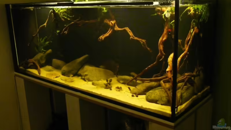 Hauptansicht Aquarium von Amazonas- Flussufer (aufgelöst) von Zigermandli (1)