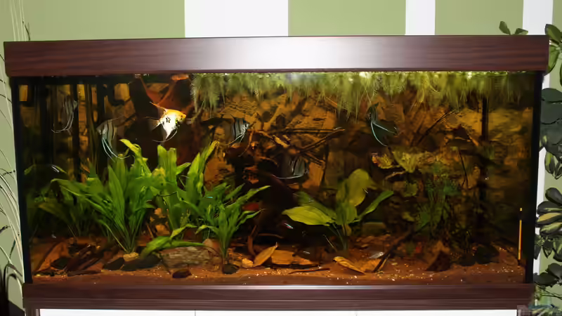 Hauptansicht Aquarium von Amazonas 460L von Life (1)