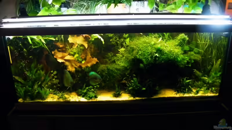 Hauptansicht Aquarium von ~Amazonas~ Amano-Stil von Diskus-Freak®aka Benny&Anja (1)