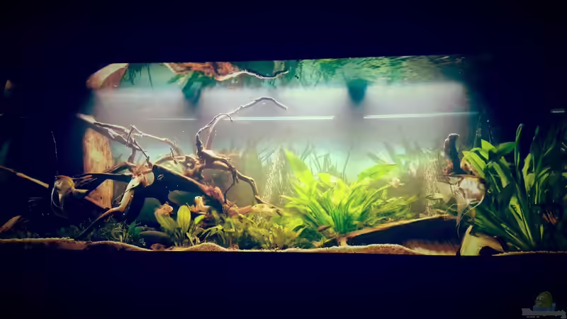 Hauptansicht Aquarium von Amazonas "Regenzeit" von AqUaFr34K (1)