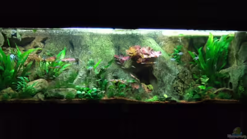 Hauptansicht Aquarium von Amazonas Aquarium von D (1)
