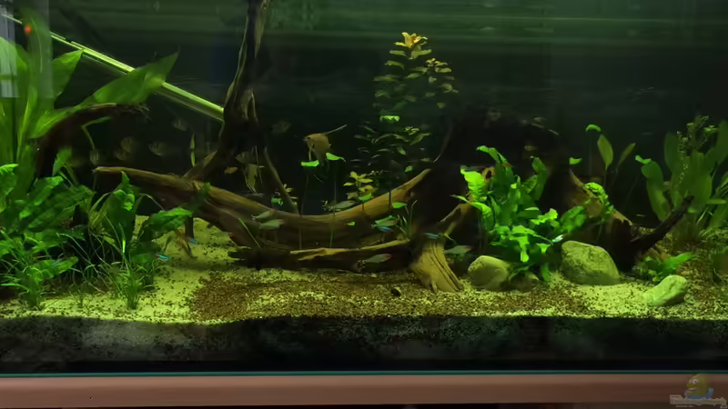 Hauptansicht Aquarium von Amazonas Becken  Aufgelöst von Ragner (1)