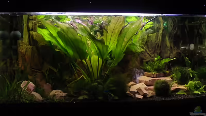 Hauptansicht Aquarium von Amazonas Becken  nur noch als Beispiel von Stony (1)