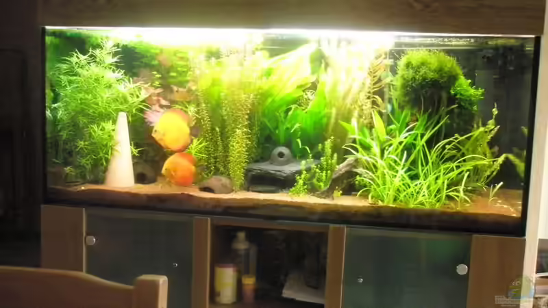 Hauptansicht Aquarium von Amazonas City von Johann Schlarmann (1)
