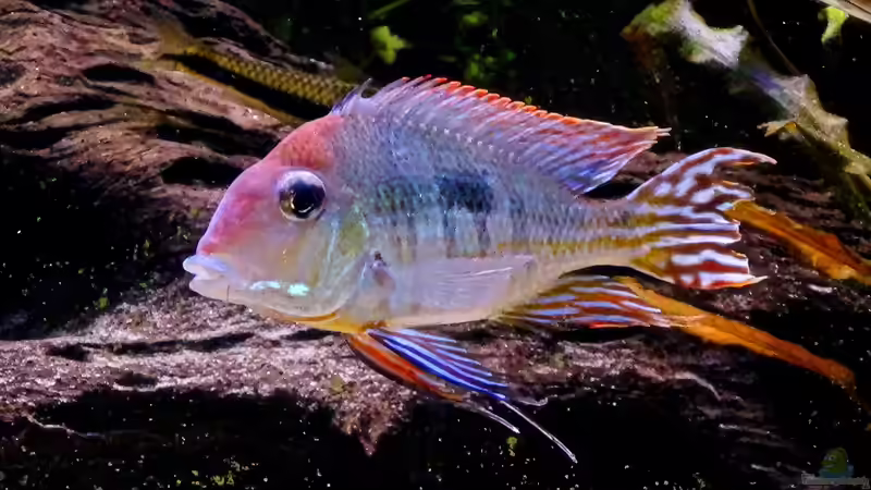 Hauptansicht Aquarium von Amazonas Gesellschaftsbecken von Aqua Alex (1)