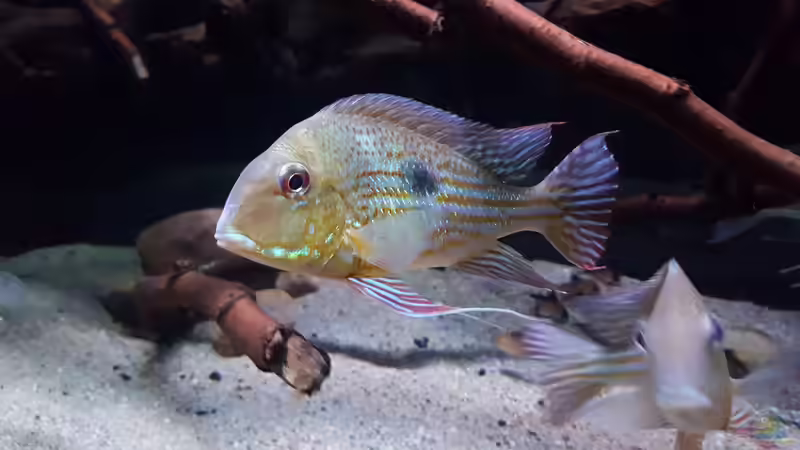 Hauptansicht Aquarium von Amazonas klarwasser Biotop von Südamerika Aquanaut (1)