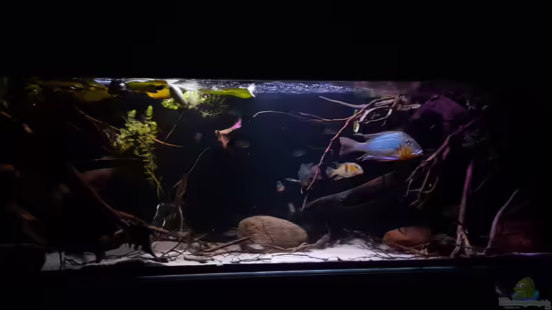 Hauptansicht Aquarium von Amazonas klarwasser Nebenfluss (nur noch als Beisp von Südamerika Aquanaut (1)