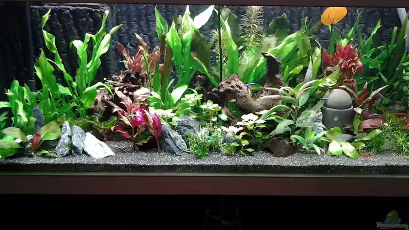 Hauptansicht Aquarium von amazonas südamerika live von phrankdiddie (1)