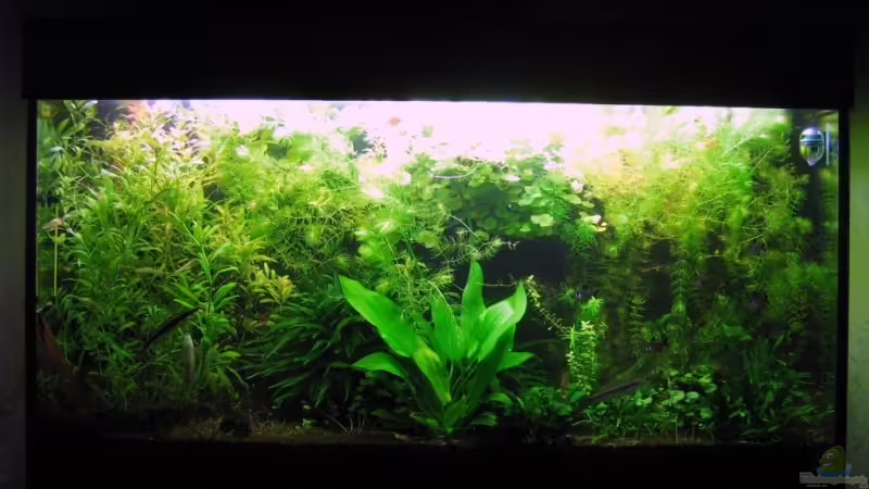 Hauptansicht Aquarium von Amazonas von Aquarium-Bochum (1)