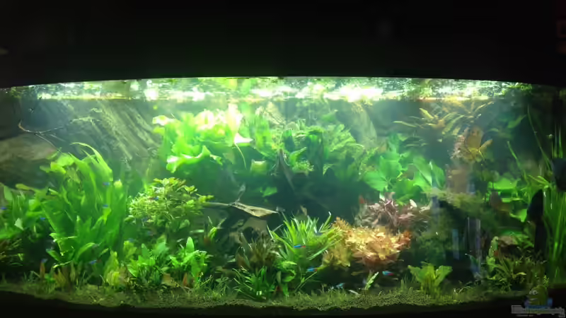Hauptansicht Aquarium von Amazonas von Benny Visconti (1)